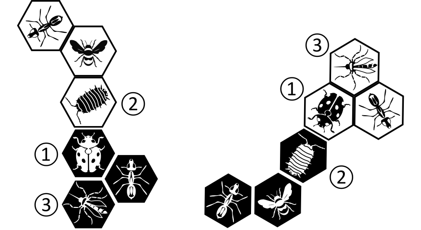 two symmetrical games of Hive
